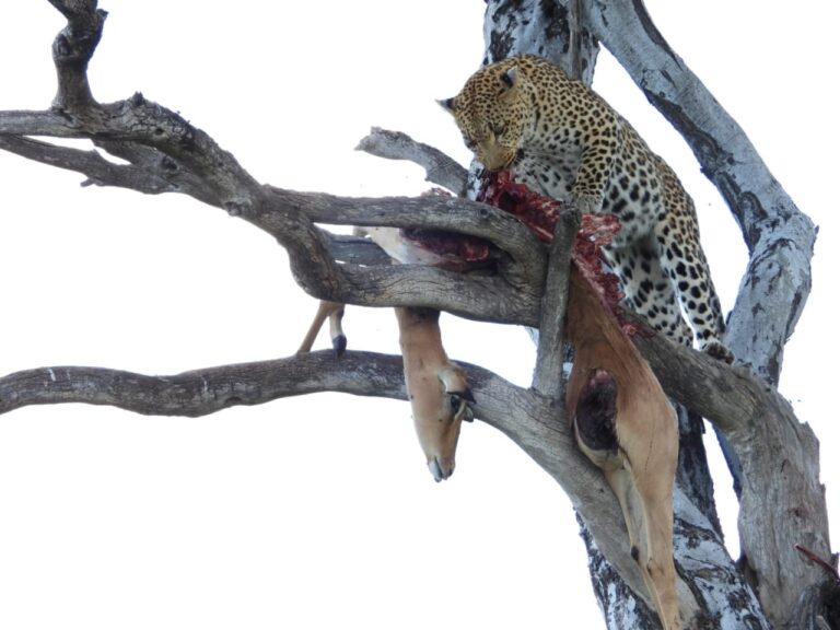 Panthera Tours and Safaris Okavango Delta Botswana