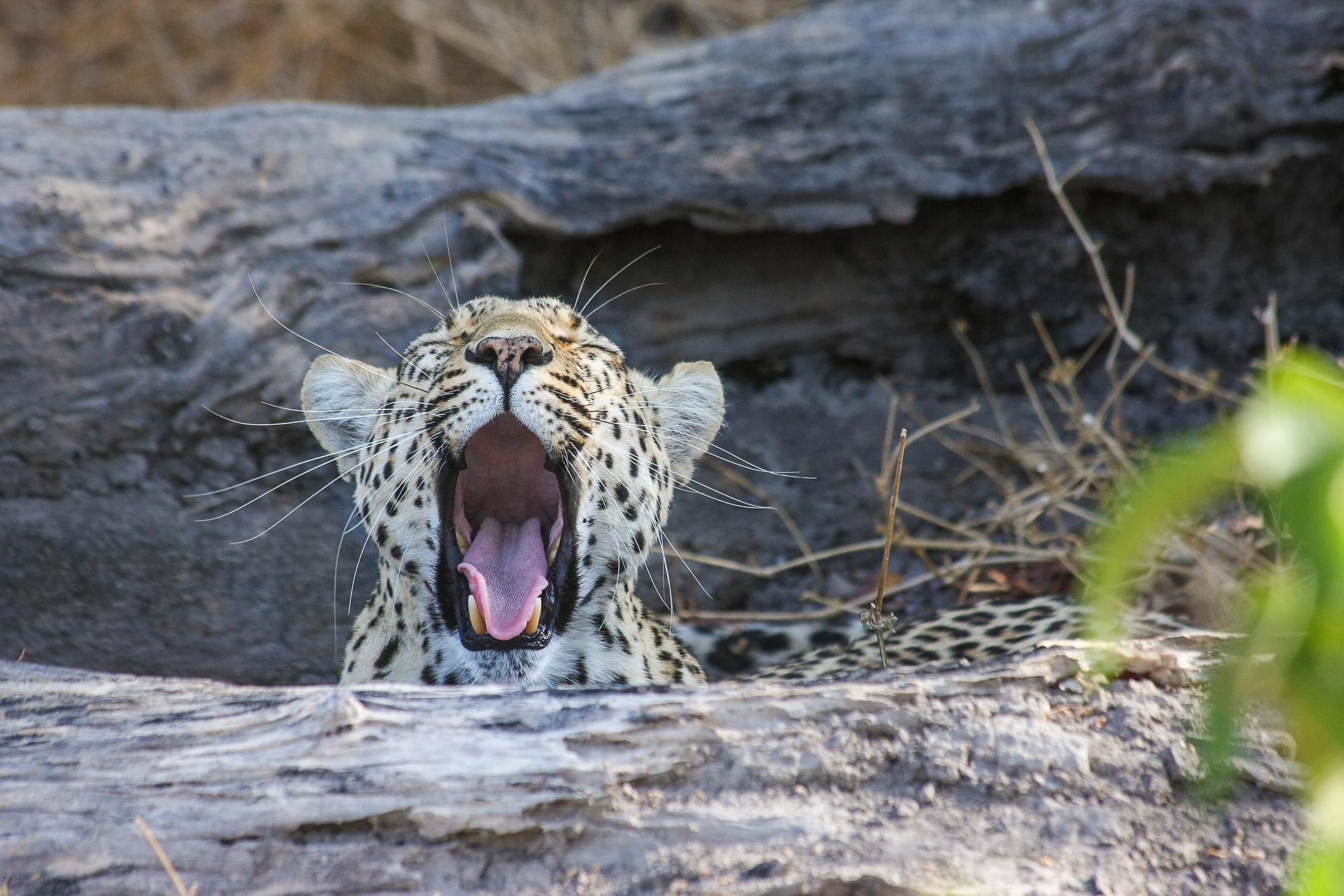 Panthera Tours and Safaris