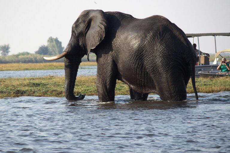 Chobe Safari elephants crossing Chobe River Panthera Tours and Safaris