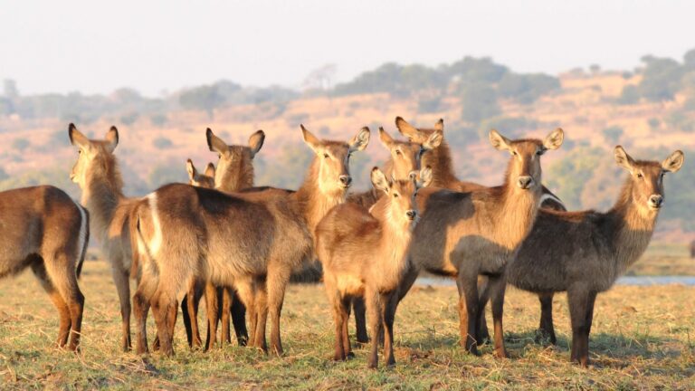 Chobe Safari boat cruise Panthera Tours and Safaris