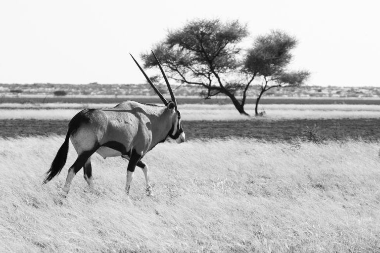 Central Kalahari Game Reserve Panthera Tours and Safaris