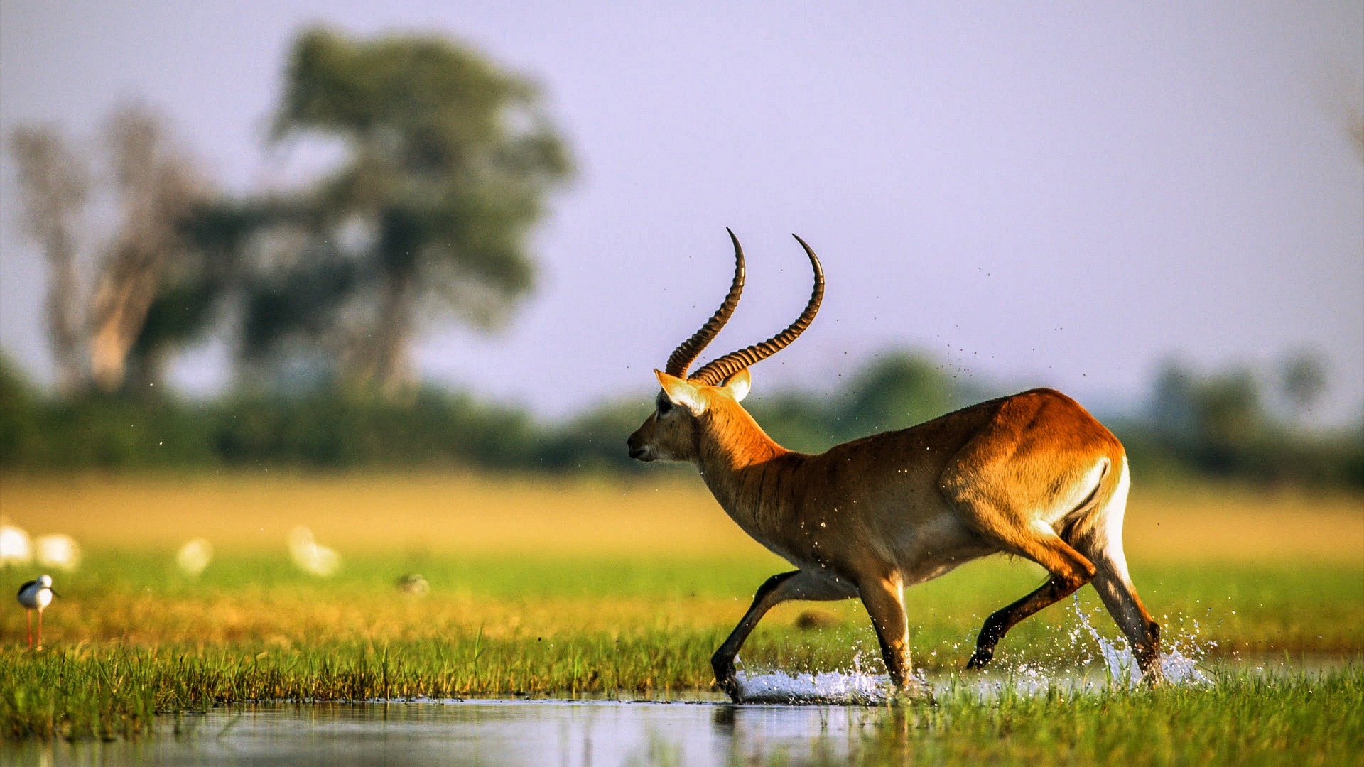 Panthera Tours and Safaris Okavango