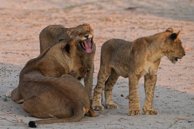 Lions Botswana Chobe safari Panthera Tours and Safaris