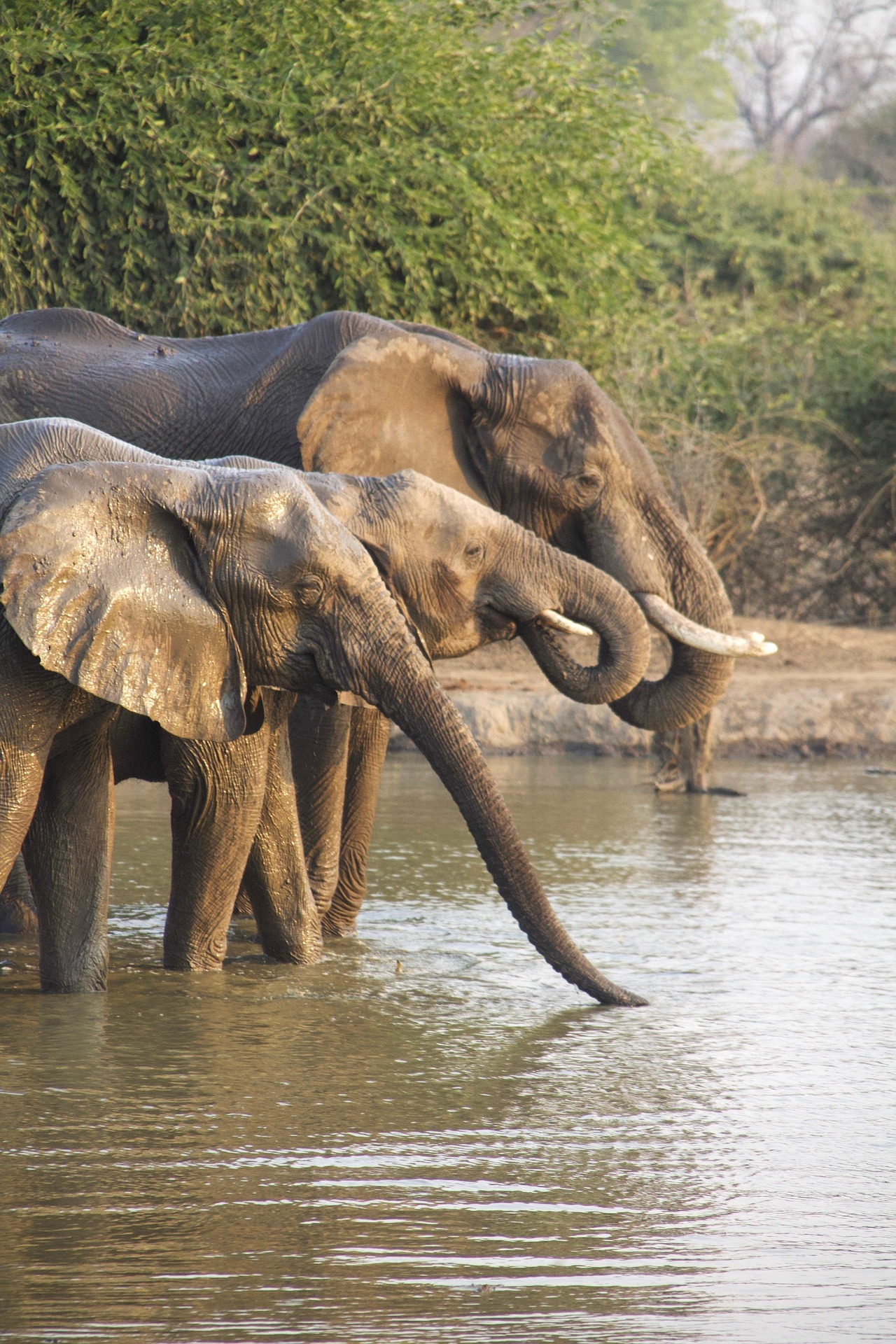Panthera Tours and Safaris elephants in Chobe