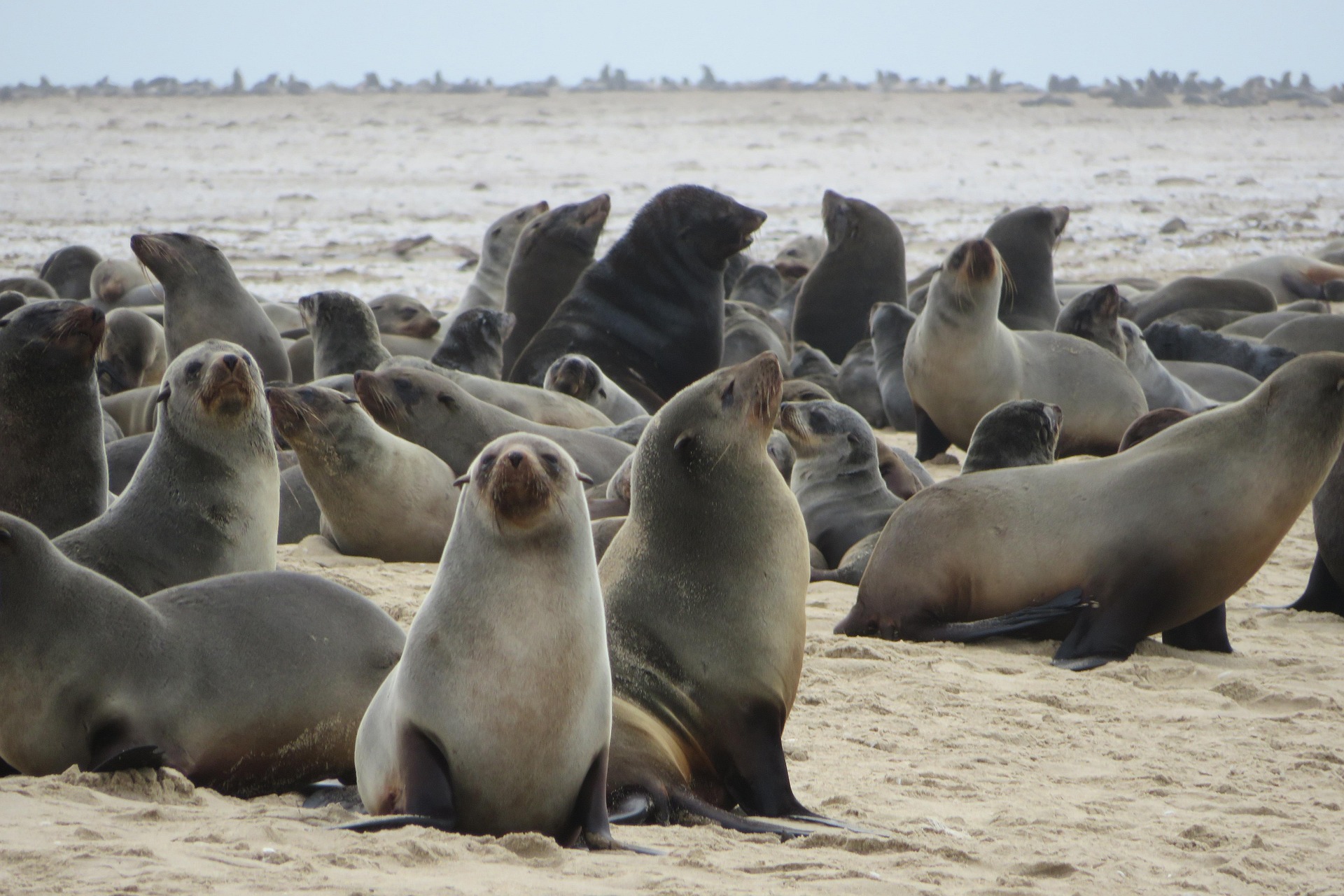 Swakopmund Seals sea lions Namibia Panthera Tours and Safaris